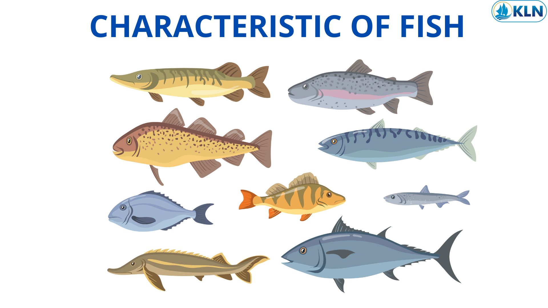 CHARACTERISTIC OF FISH